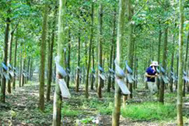 Quân đoàn 34 thông báo mời tham gia đấu giá mua mủ cao su khai thác năm 2025