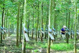 Quân đoàn 34 thông báo mời tham gia đấu giá mua mủ cao su khai thác năm 2025