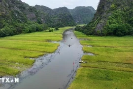 Kết tinh nông nghiệp-du lịch mỗi khi mùa vàng đến trên cánh đồng Tam Cốc