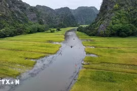 Kết tinh nông nghiệp-du lịch mỗi khi mùa vàng đến trên cánh đồng Tam Cốc