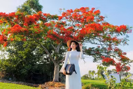 Người trẻ mặc áo dài, mang cặp xách đến giữa đồng chụp ảnh cùng cây phượng