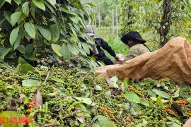 Giá tiêu hôm nay 11-4: Lội ngược dòng ngoạn mục