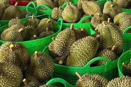 Bác thông tin sai lệch 'sầu riêng nhúng hóa chất' tại Đắk Nông