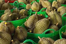 Bác thông tin sai lệch 'sầu riêng nhúng hóa chất' tại Đắk Nông