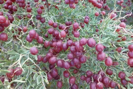 Một loài cây dại ở châu Á có thể là 'thần dược' trị tiểu đường