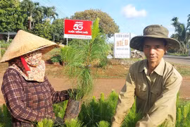 Khẩn trương trồng rừng trong mùa mưa