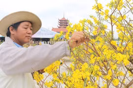 Độc đáo hàng trăm cây mai vàng nở trái mùa, rực rỡ Vesak 2025: Chủ vườn bật mí