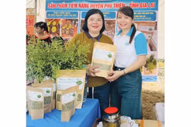 Xây dựng thương hiệu trà hoa hòe Phú Thiện