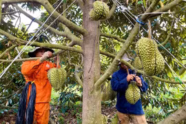 Để sầu riêng Gia Lai vươn xa