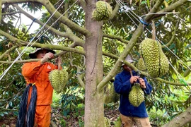 Để sầu riêng Gia Lai vươn xa