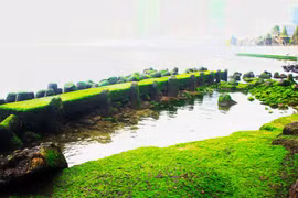 Sóng biển vỗ về rêu xanh