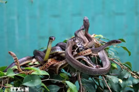 Trại rắn Đồng Tâm - "vương quốc rắn" độc nhất vô nhị ở miền Tây