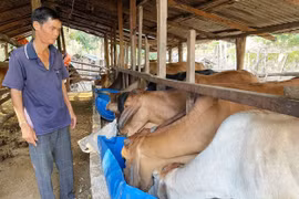 “Bà đỡ” của nông dân xã Ayun Hạ