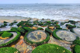 Đẹp ngỡ ngàng bãi rêu xanh mướt dọc bờ kè biển Hà Tĩnh