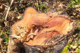 Thành lập tổ công tác phối hợp điều tra, làm rõ vụ phá rừng ở Ia H’Drai