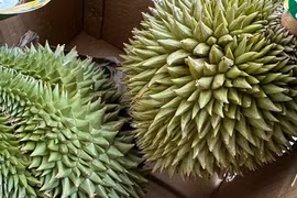 Cadimi 'hung thần' của sầu riêng sẽ bị cấm ở Việt Nam