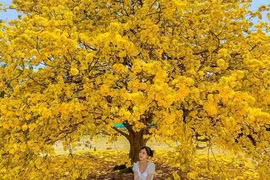 Ngóng cây mai vàng 'đẹp nhất Việt Nam' bao năm bung nở đúng Mùng 1 Tết