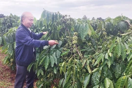 Đẩy mạnh phát triển nông nghiệp hữu cơ