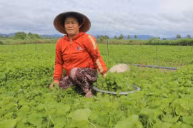 Trồng rau má mang lại thu nhập ổn định