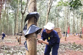 Dấu ấn phong trào “Vườn bạc, ngày vàng…”