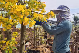 Nhà vườn tất bật chăm mai sau Tết