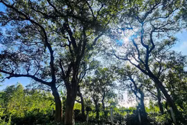 'Báu vật' của làng