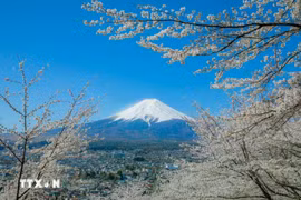 Khung cảnh tuyệt đẹp của núi Phú Sĩ trong mùa hoa anh đào nở rộ