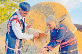 “Hồi sinh” giống lúa cổ của người Bahnar, Jrai