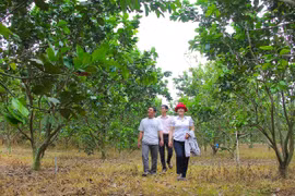 Khát vọng nông thôn mới nâng cao, phát triển bền vững