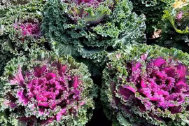 'Độc', lạ: Loại cải ở Đà Lạt vừa để ăn vừa để chưng như hoa Tết