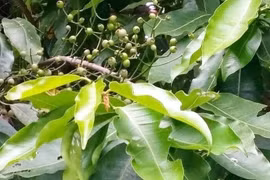 Lá vối có tác dụng gì?