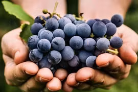 Ăn nho thường xuyên, cơ thể biến đổi ngạc nhiên