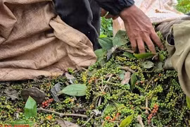 Giá tiêu hôm nay 8-4: Chủ tịch Hiệp hội hồ tiêu bay gấp sang Mỹ