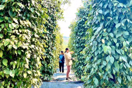 Hướng tới mục tiêu xã phát triển trung bình khá