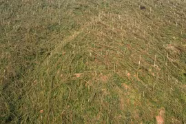 Giám đốc công ty lâm nghiệp bị bắt vì khai thác gỗ tự nhiên trái phép