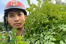 Thanh niên Quảng Ngãi khởi nghiệp từ cây dược liệu