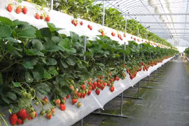 Ban hành Nghị định bổ sung chính sách tín dụng khuyến khích nông nghiệp hữu cơ, tuần hoàn