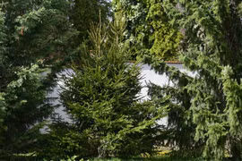 Nghiên cứu mới phát hiện cây cối biết "ghi nhớ" giai đoạn thừa và thiếu nước để sinh tồn