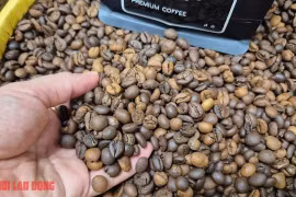Giá cà phê hôm nay 1-4: Robusta giảm mạnh, thủng mốc quan trọng