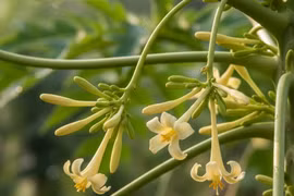 Loại hoa ‘nhỏ mà có võ’ giúp phòng đột quỵ, hỗ trợ điều trị ung thư