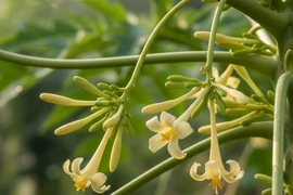 Loại hoa ‘nhỏ mà có võ’ giúp phòng đột quỵ, hỗ trợ điều trị ung thư
