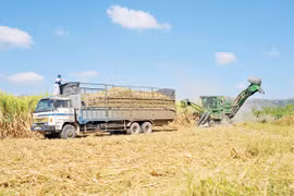 Công ty cổ phần Nông nghiệp AgriS Gia Lai: Hài hòa lợi ích giữa doanh nghiệp và người trồng mía