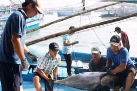 Đề nghị Mỹ xem xét khách quan việc dừng nhập khẩu một số loài hải sản