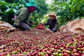 Cà phê Robusta Gia Lai chinh phục phân khúc giá trị cao