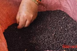 Giá tiêu hôm nay 24-4: Giằng co quyết liệt