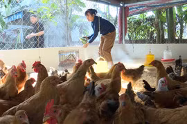 Nhân rộng các mô hình nông nghiệp xanh