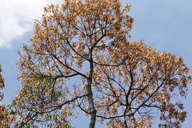 Vào rừng... chờ ươi bay