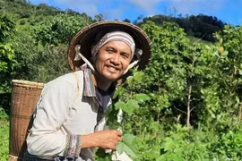 “Tiếng rừng”