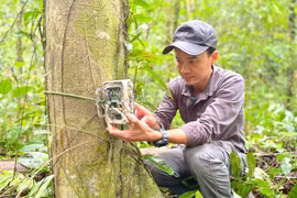 Thạc sĩ Nguyễn Ái Tâm: Khi rừng là nhà…