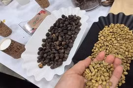 Giá cà phê hôm nay 3-5: Quay đầu tăng, thị trường khó lường